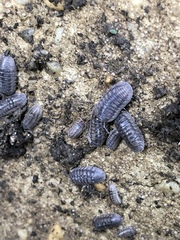 Armadillidium nasatum