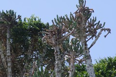 Euphorbia triangularis