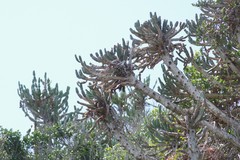 Euphorbia triangularis