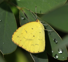 Eurema brigitta rubella