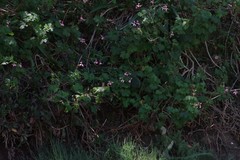 Pelargonium frutetorum