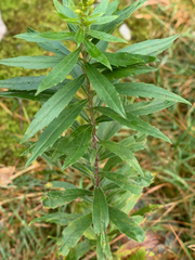 Solidago elongata