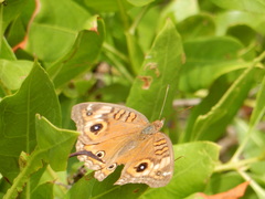 Junonia neildi