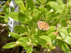 Junonia neildi