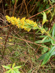 Solidago elongata