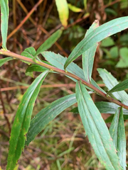 Solidago elongata