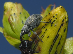 Pseudoperapion brevirostre