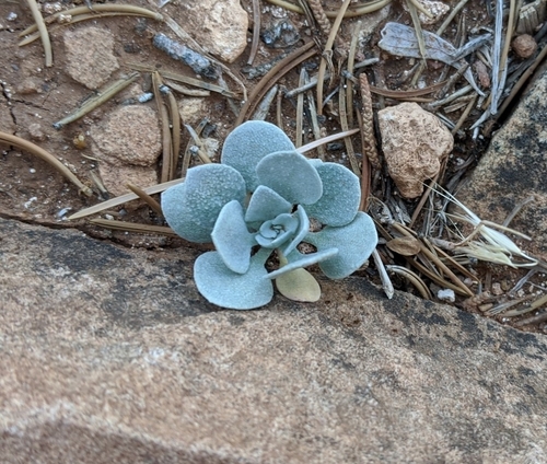 Image of Double Bladderpod (Physaria acutifolia) by (c) Zac Peterson, some rights reserved (CC BY)