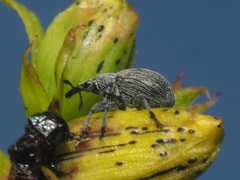 Pseudoperapion brevirostre