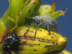 Pseudoperapion brevirostre