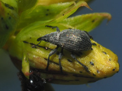 Pseudoperapion brevirostre