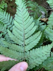 Dryopteris erythrosora