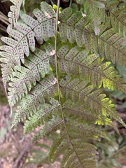 Dryopteris erythrosora