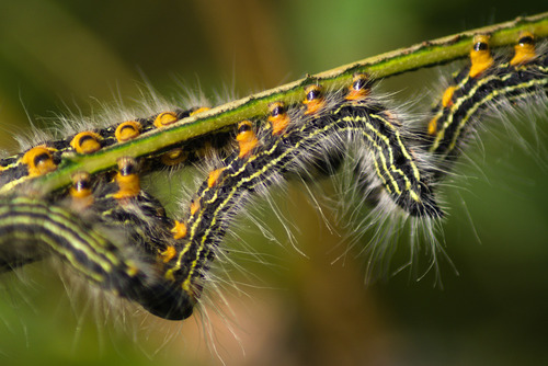 Yellow-necked Caterpillar Moth photo 4