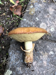 Suillus