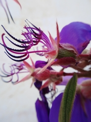 Pleroma semidecandrum