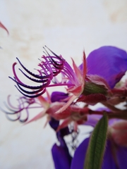 Pleroma semidecandrum
