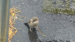 Passer domesticus