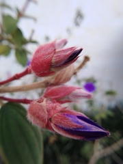Pleroma semidecandrum