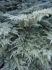 Juniperus