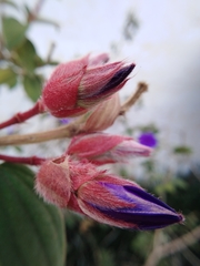 Pleroma semidecandrum