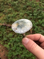 Stropharia pseudocyanea