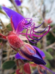 Pleroma semidecandrum