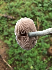 Stropharia pseudocyanea