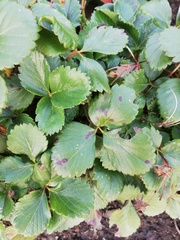 Diplocarpon fragariae