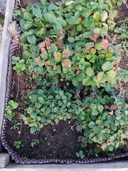 Diplocarpon fragariae