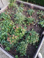 Diplocarpon fragariae