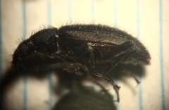 Lystronychus piliferus