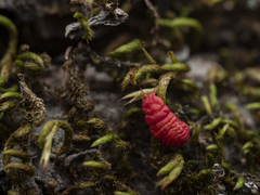 Neosteingelia texana