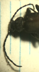 Lystronychus piliferus