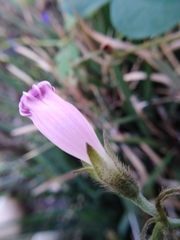 Ipomoea purpurea