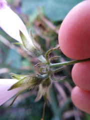 Ipomoea purpurea