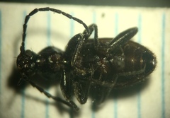 Lystronychus piliferus