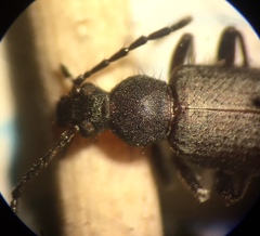 Lystronychus piliferus