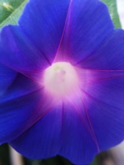 Ipomoea purpurea