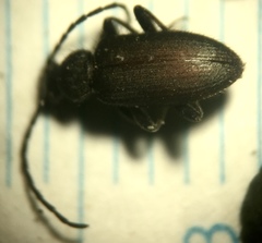 Lystronychus piliferus