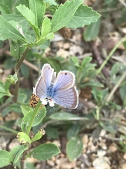 Echinargus isola