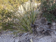 Nolina microcarpa