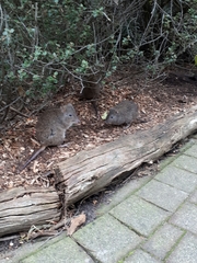 Potorous tridactylus