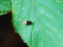 Minettia longipennis