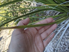 Nolina microcarpa