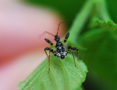 Sphedanolestes impressicollis