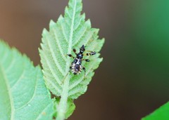 Sphedanolestes impressicollis