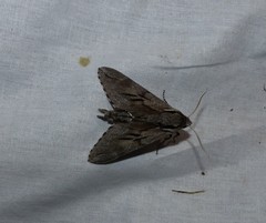 Sphinx maurorum