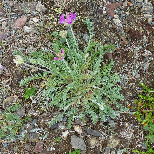 Oxytropis campestris var. minor