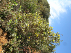 Dendromecon harfordii